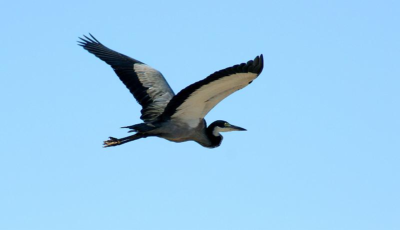 Blou reier vlieg 2.jpg